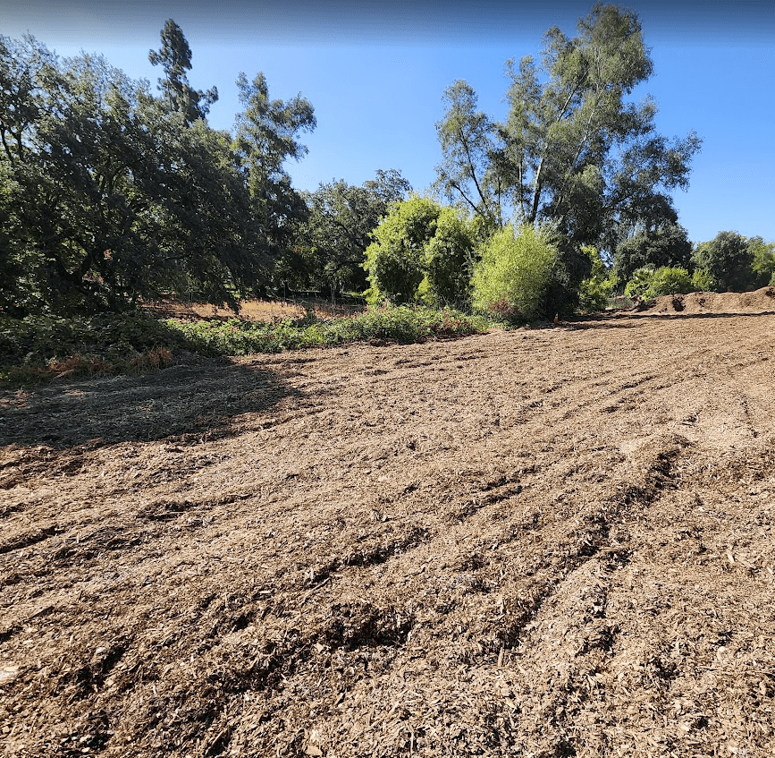 Woodlake Woodland Tree Planting